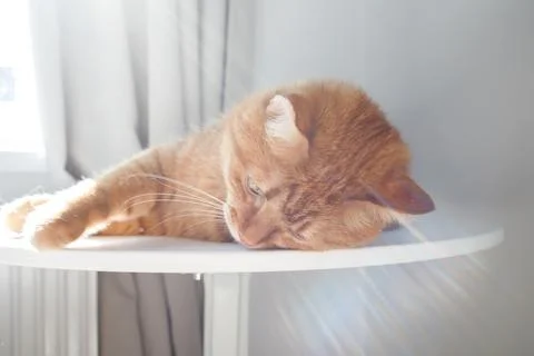Cute ginger cat lying on table close up Foto stock