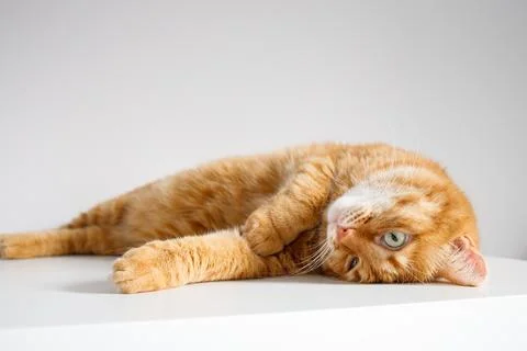 Cute ginger cat lying on table close up Stock Photos