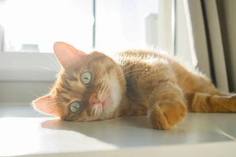 Cute ginger cat lying on the table near the window close up Stock Photos