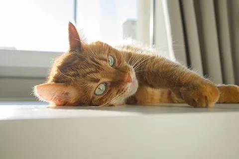 Cute ginger cat lying on the table near the window close up Stock-Fotos