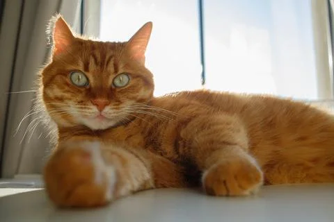 Cute ginger cat lying on the table near the window portrait Foto stock