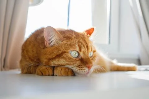 Cute ginger cat lying on the table near the window at home on a sunny day p.. Stock Photos