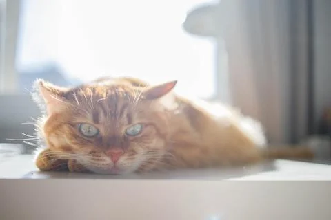 Cute ginger cat lying on the table near the window at home on a sunny day p.. Stock Photos