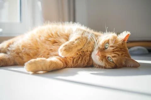 Cute ginger cat lying on the table at home and enjoying sunlight from the w.. 스톡 사진