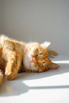 Cute ginger cat lying on the table at home and enjoying sunlight from the w.. Stock Photos