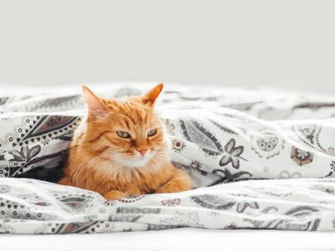 Cute ginger cat lying under blanket in bed. Fluffy pet comfortably settled to Stock Photos