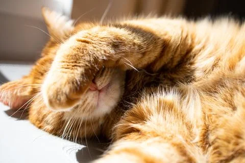 Cute ginger cat lying under the sun and enjoying Stock-Fotos