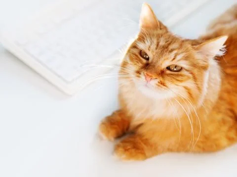 Cute ginger cat lying on white table near computer keyboard. Fluffy pet stari Stock Photos