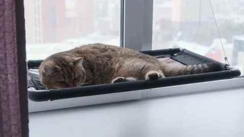 Cute ginger cat lying on window sill at cozy home. Stock Footage 168283440