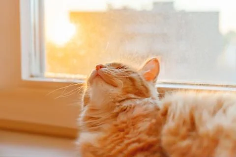Cute ginger cat is lying on window sill and waiting for something. Fluffy pet Stock Photos