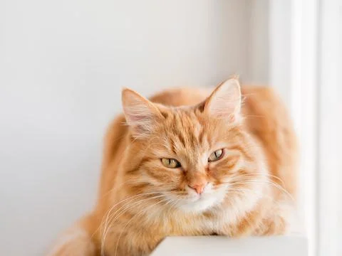 Cute ginger cat is lying on window sill. Fluffy pet has a nap on sunlight. Co Stock Photos