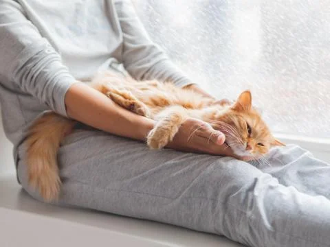 Cute ginger cat lying on woman's knees. Woman in grey pajama strokes fluffy p Stock Photos