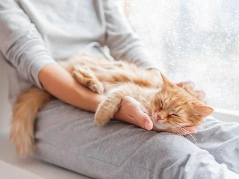 Cute ginger cat lying on woman's knees. Woman in grey pajama strokes fluffy p Stock Photos