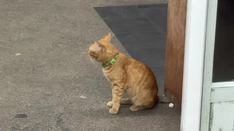 Cute Ginger Cat Meowing at Night Outside Thailand Supermarket - 4K 30fps Vídeos de archivo 336248848