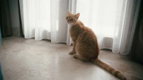 A cute ginger cat meowing while sitting by the curtain Stock Footage 168294244