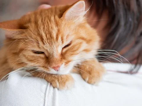 Cute ginger cat is peeping over the shoulder of it's owner. Fluffy pet is sit Fotos Stock
