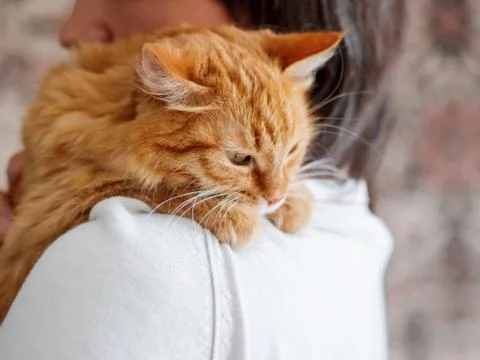 Cute ginger cat is peeping over the shoulder of it's owner. Fluffy pet is sit Stock Photos