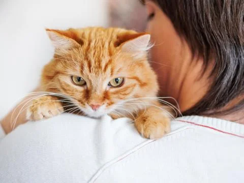 Cute ginger cat is peeping over the shoulder of it's owner. Fluffy pet is sit Stock Photos