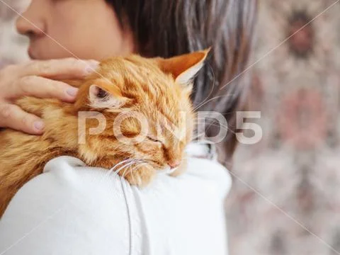 Cute ginger cat is peeping over the shoulder of it's owner. Fluffy pet is sit Stock Photos