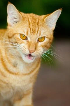 Cute ginger cat Stock Photos