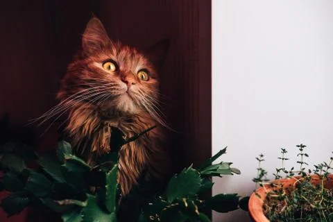 Cute ginger cat 스톡 사진