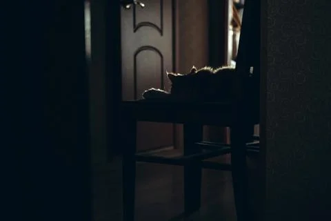 Cute ginger cat Stock Photos