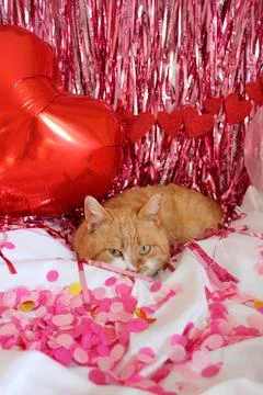 Cute ginger cat Stock Photos