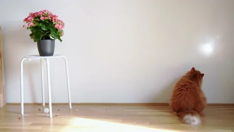 Cute ginger cat playing with sun beam indoors Stock Footage 161753547