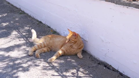 A Cute Ginger Cat Relaxing in the Warm Sunlight Outdoors Stock Footage 312523286