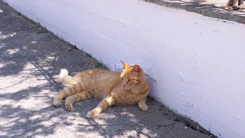 A Cute Ginger Cat Relaxing in the Warm Sunlight Outdoors 스톡 동영상 312525509