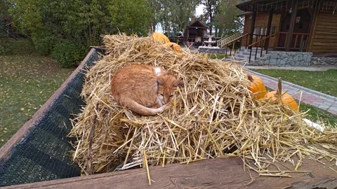 A cute ginger cat is resting on the hay in autumn. Stock Footage 319039657
