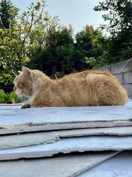 Cute ginger cat resting relaxed outdoors on a sunny day in the backyard garden Stock Photos