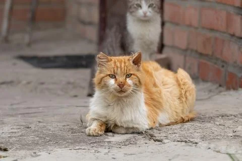 Cute ginger cat resting in the yard of the house. Stock Photos