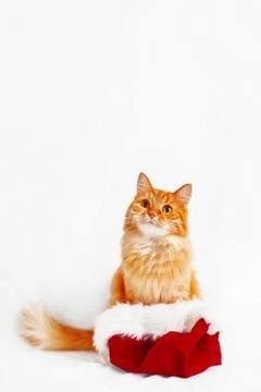 Cute ginger cat in Santa's hat. Christmas and New Year background with fluffy Stock Photos