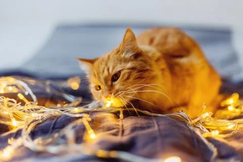 Cute ginger cat shiffing shining light bulbs. Fluffy pet looks curiously. Coz Stock Photos