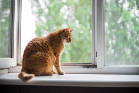 Cute ginger cat siting on window sill and waiting for something. Fluffy sno.. Stock Photos