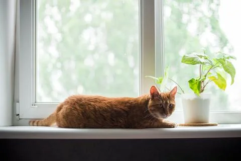 Cute ginger cat siting on window sill and waiting for something. Fluffy sno.. Stock Photos