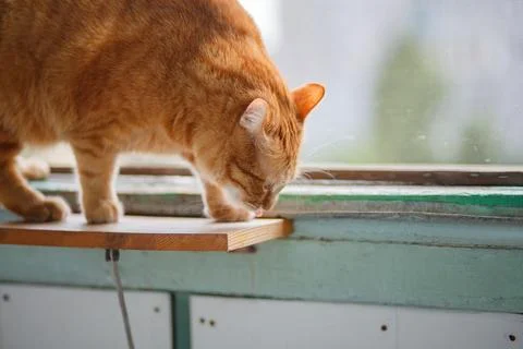 Cute ginger cat siting on window sill and waiting for something.. Stock Photos