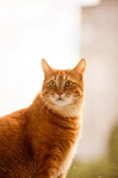 Cute ginger cat siting on window sill and waiting for something.. Stock Photos