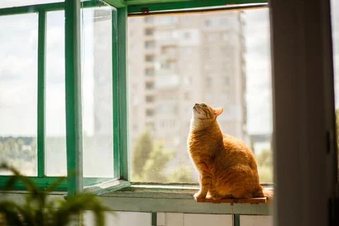 Cute ginger cat siting on window sill and waiting for something. Fluffy sno.. Stock Photos