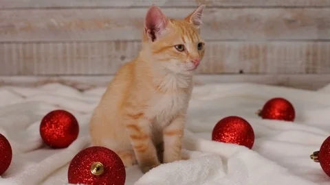Cute ginger cat sitting among red christmas ball decorations Stock Footage 99193837