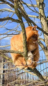 Cute ginger cat sitting on bare tree branches against blue sky and snow in .. Foto stock
