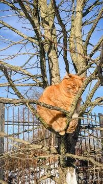 Cute ginger cat sitting on bare tree branches against blue sky and snow in .. Stock Photos