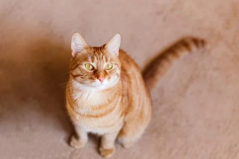 Cute ginger cat sitting on beige carpet. Fluffy tabby pet looking curiously. Stock Photos