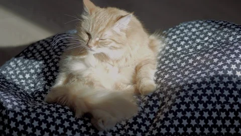 Cute ginger cat sitting on rug with starry pattern. Fluffy pet is licking itself Stock Footage 108673777