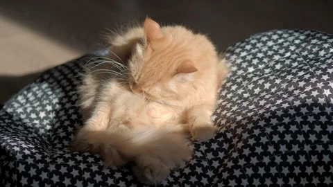 Cute ginger cat sitting on rug with starry pattern. Fluffy pet is licking itself Stock Footage 109756002