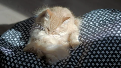 Cute ginger cat sitting on rug with starry pattern. Fluffy pet is licking itself Stock Footage 109760114