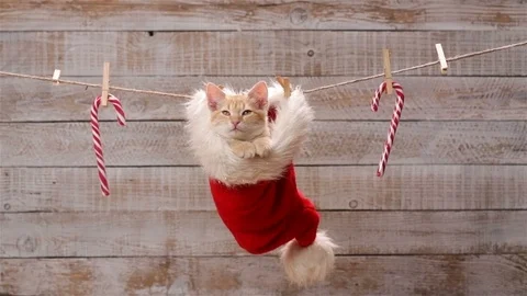 Cute ginger cat sitting in a santa hat hanging on drying line Stock Footage 99193473