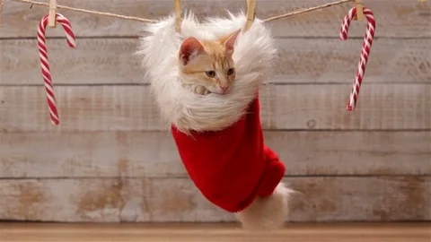 Cute ginger cat sitting in a santa hat relaxing and swinging Stock Footage 99193566
