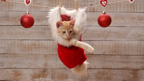 Cute ginger cat sitting in a santa hat playing with christmas ball decoration Stock Footage 99193655